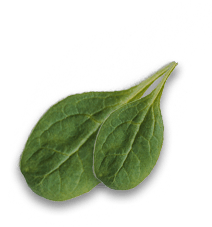 leaf11 img-icon