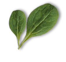 leaf2 img-icon