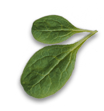 leaf22 img-icon
