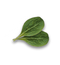 leaf4 img-icon